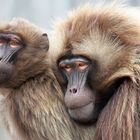 GELADA BABOONS