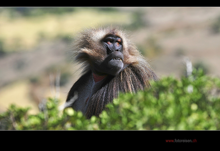 Gelada-Männchen