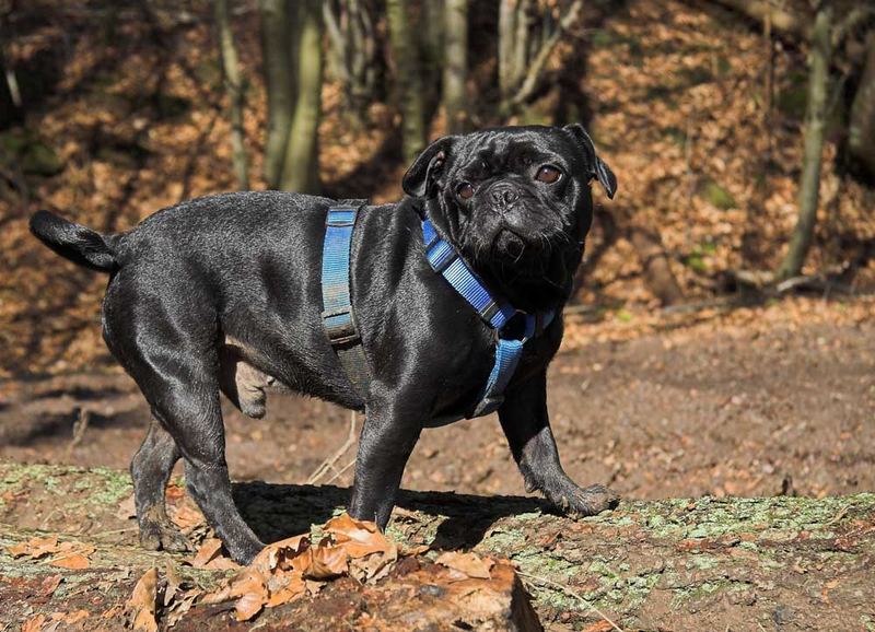 Geländegängiger Hund...