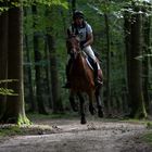 Geländeritt -Waldweg-