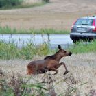 Geländewagen bedeutet sich ins Gelände zu wagen