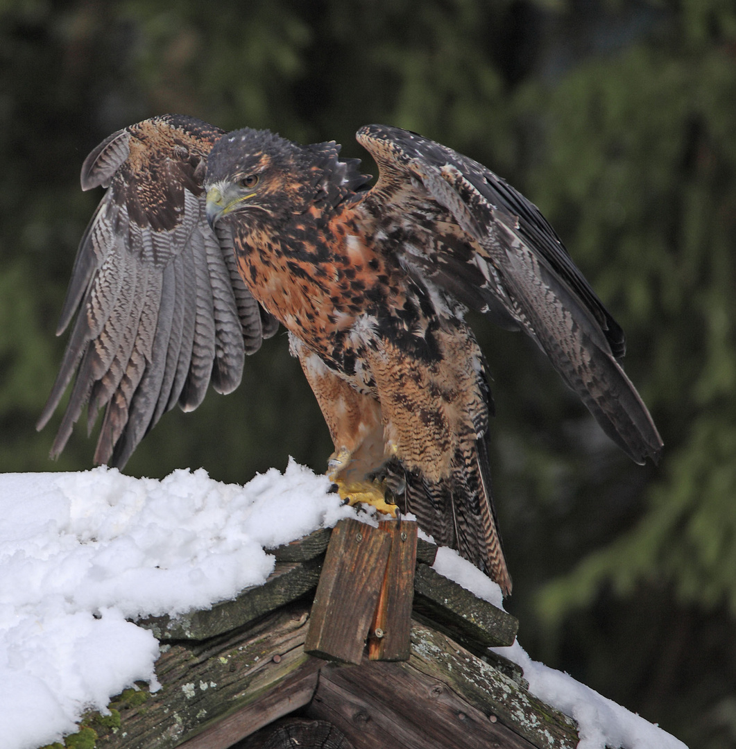 gelandet Foto & Bild natur, vögel, raubvögel Bilder auf