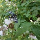 Gelandet auf der Brombeerblüte 