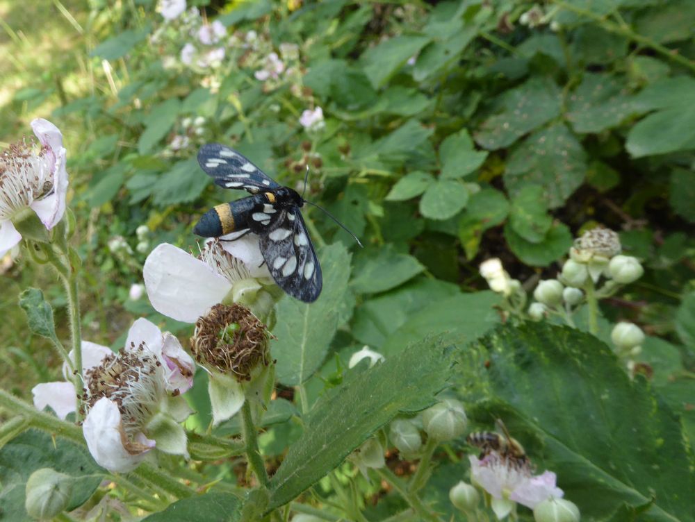 Gelandet auf der Brombeerblüte 