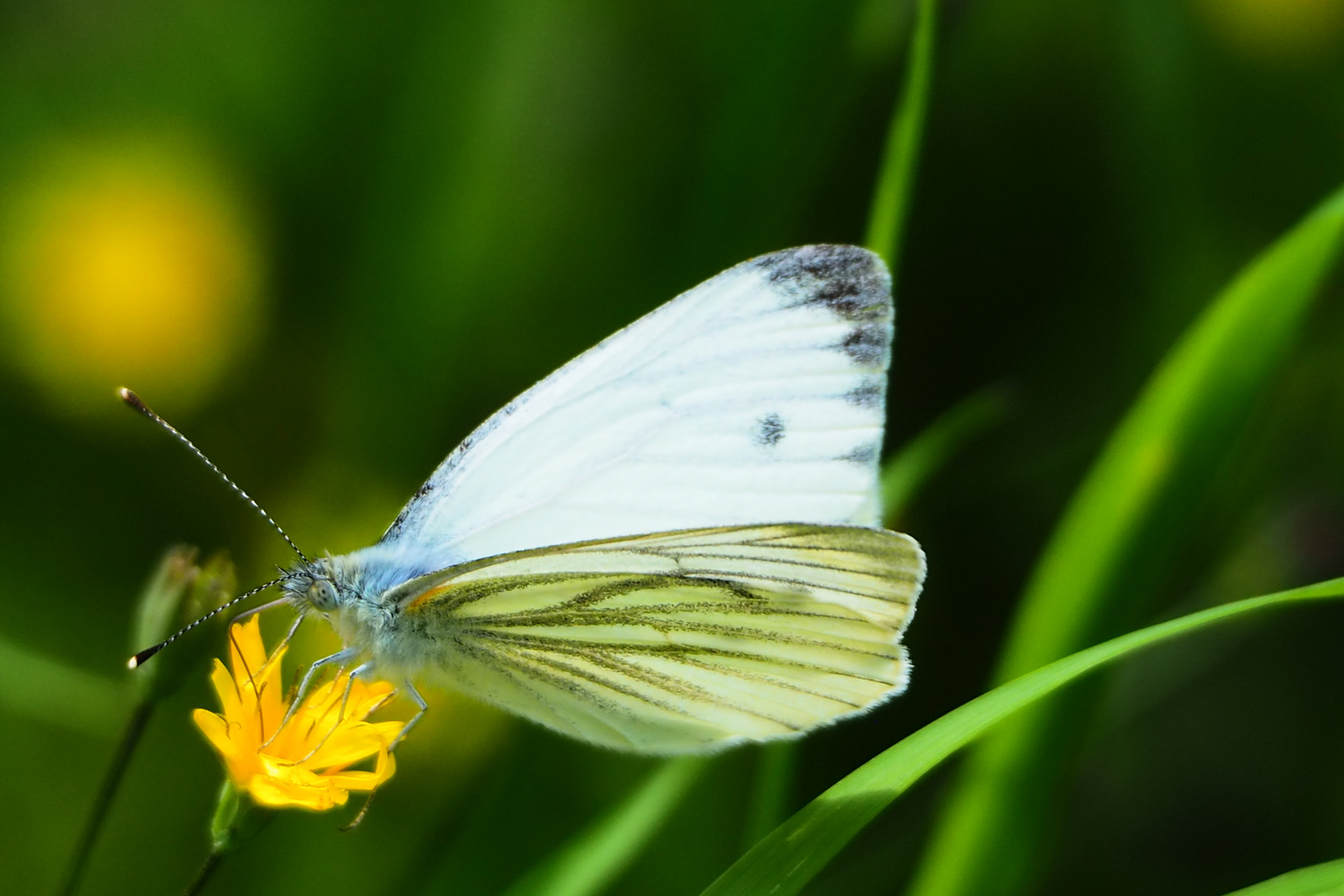 gelandet Grünader-Weißling (Pieris napi)