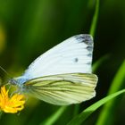 gelandet Grünader-Weißling (Pieris napi)