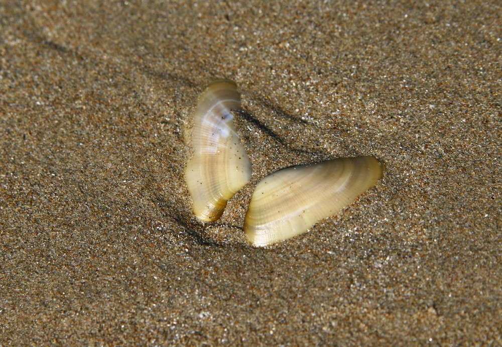 +++gelandet+++ (on the beach)