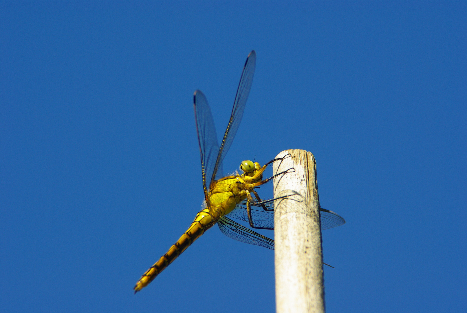 Gelandete Libelle