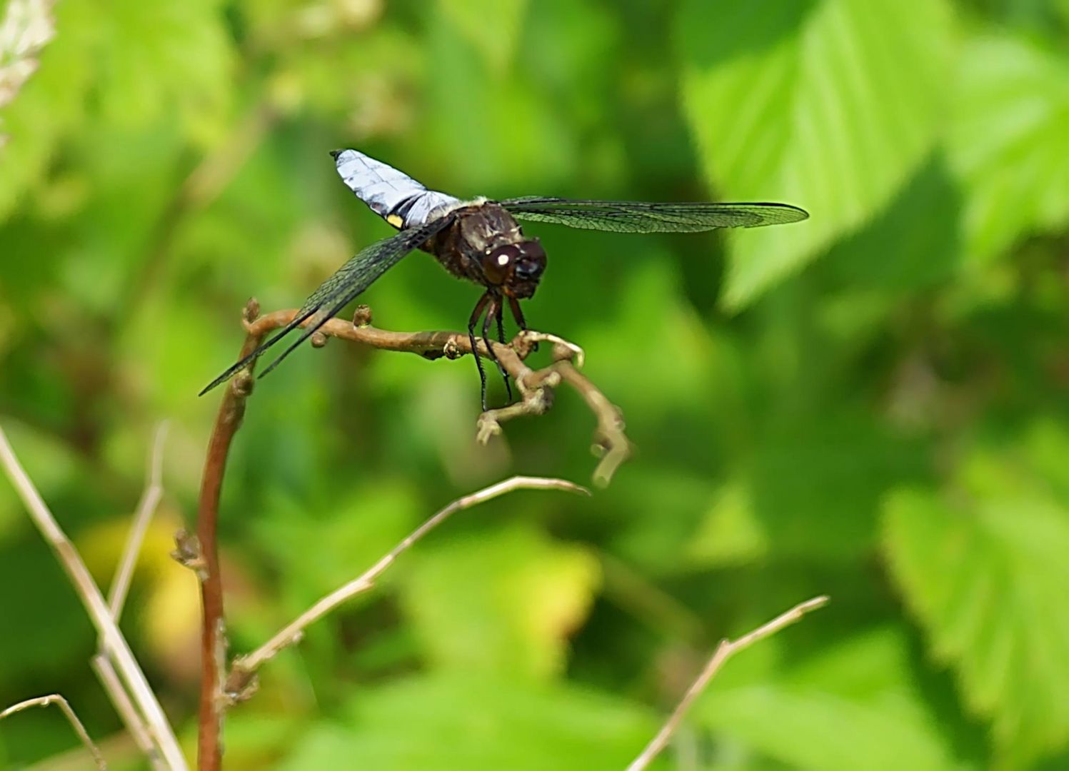 Gelandete Plattbauchlibelle