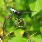 Gelandete Plattbauchlibelle