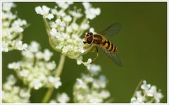 gelandete Schwebfliege