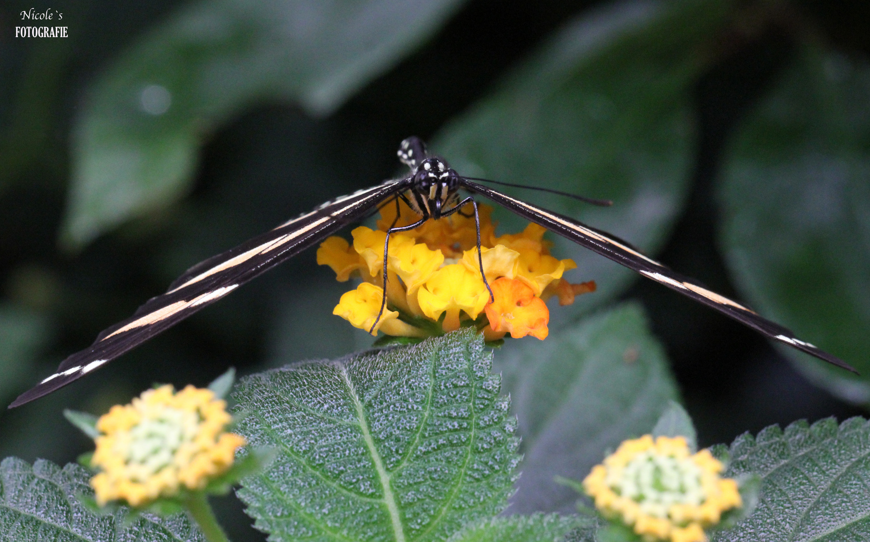 Gelandeter Zebrafalter