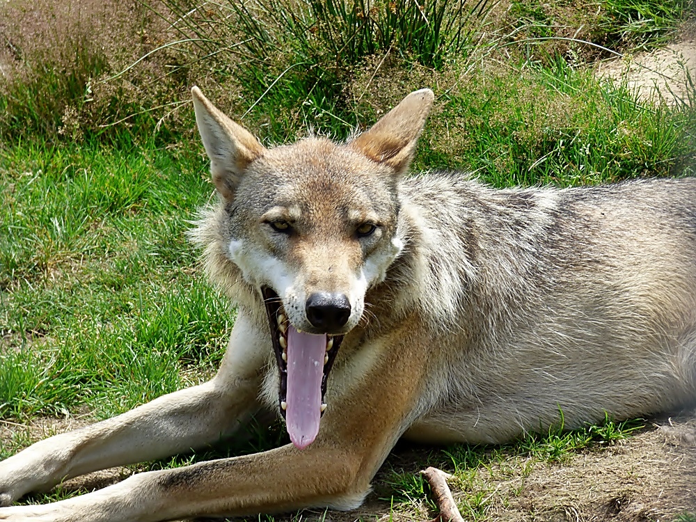 Gelangweilt gähnte der Wolf . . .