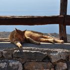 Gelangweilte Katze bei Preveli / Kreta 2009