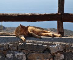 Gelangweilte Katze bei Preveli / Kreta 2009