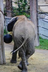 Gelangweilter Elefant