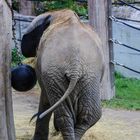 Gelangweilter Elefant