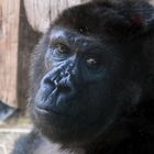 Gelangweilter Gorilla