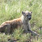 Gelangweilter Hyäne