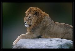 Gelangweilter Löwe / Relaxed Lion