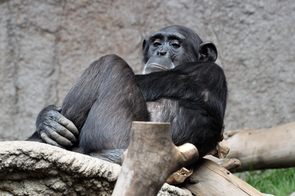 gelangweilter Schimpanse