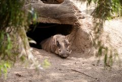 Gelanweiltes Warzenschwein