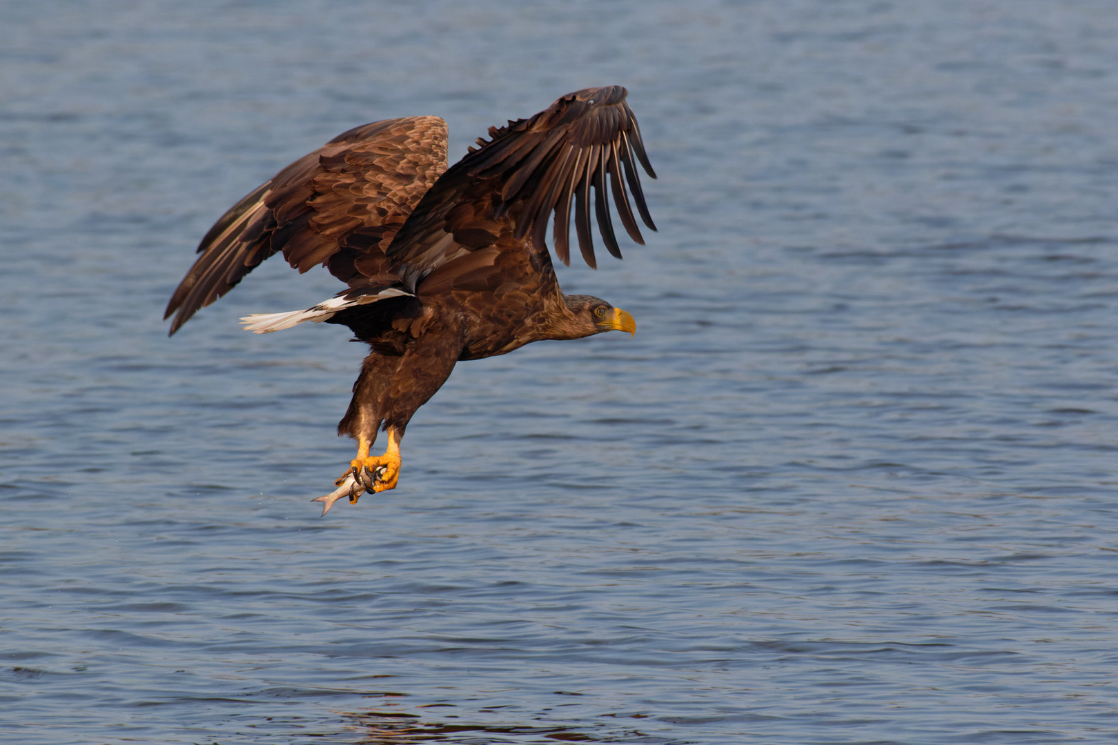 Gelassen.. oder stolz? Trägt der Seeadler (Haliaeetus albicilla)  seine Beute davon