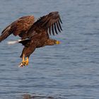 Gelassen.. oder stolz? Trägt der Seeadler (Haliaeetus albicilla)  seine Beute davon