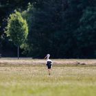 Gelassen und schön ist er der Storch