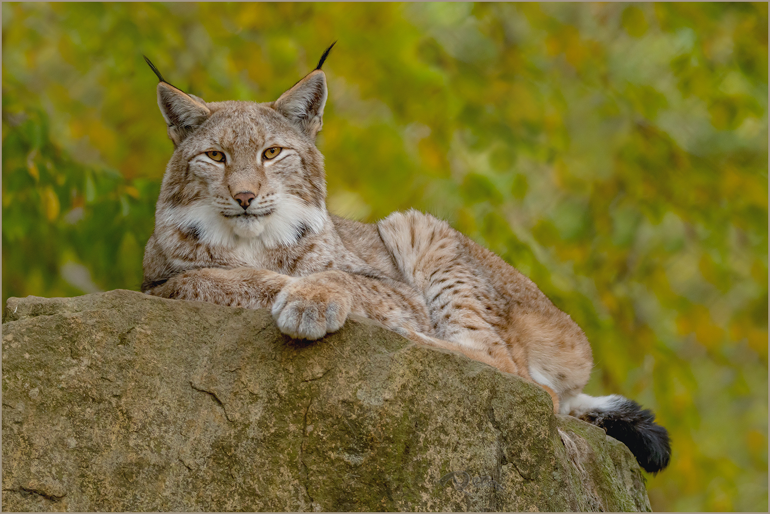 Gelassene Ruhe Luchs