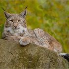 Gelassene Ruhe Luchs