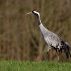 Gelassenheit...  Kranich ( Grus grus)