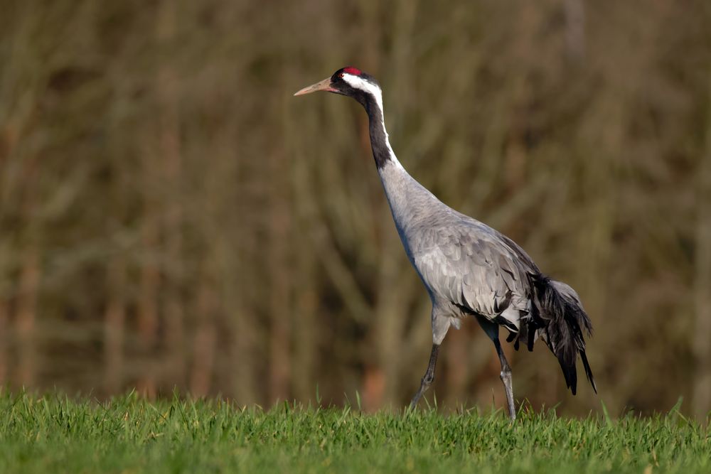 Gelassenheit...  Kranich ( Grus grus)