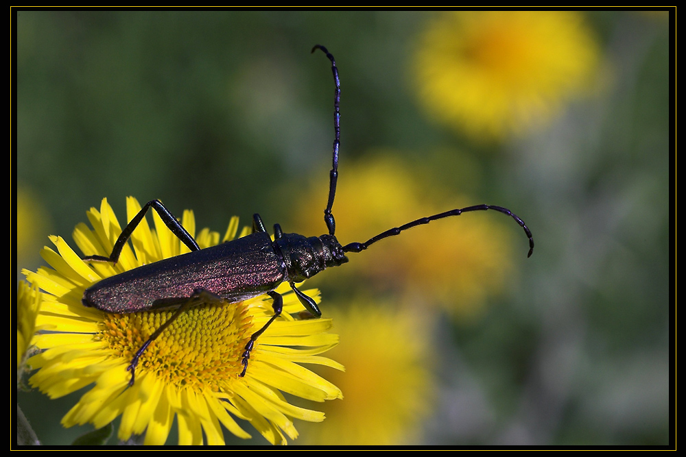 Gelb (3): Moschusbock (Aromia moschata)