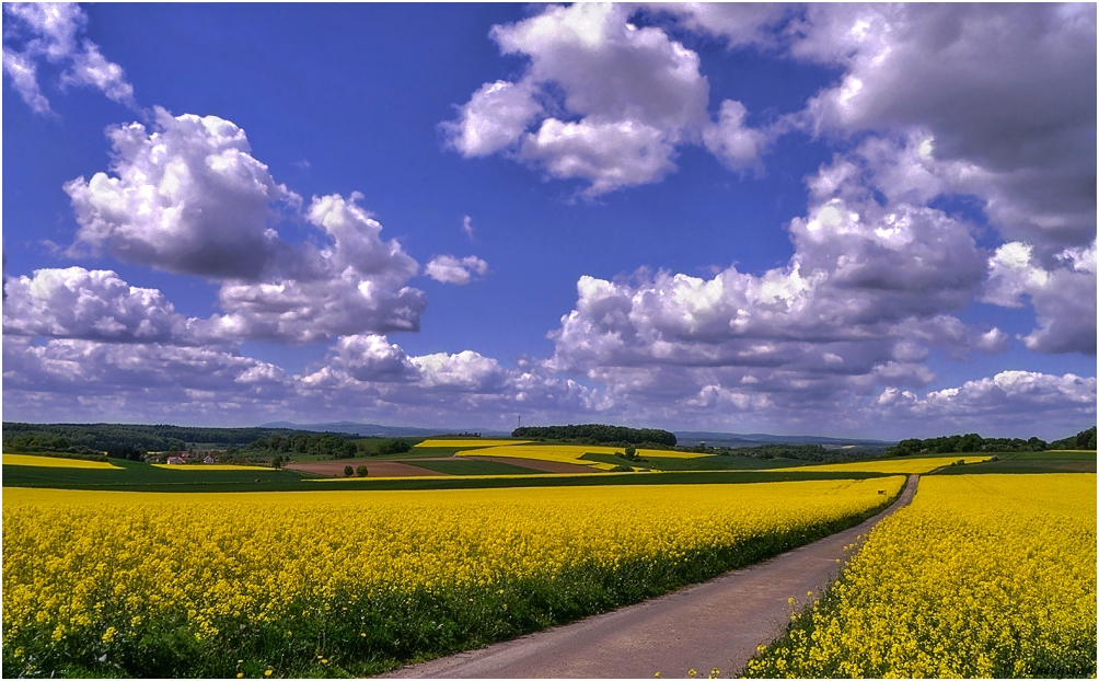 ~ Gelb ~ Foto & Bild | frühling, natur, landschaft Bilder auf fotocommunity