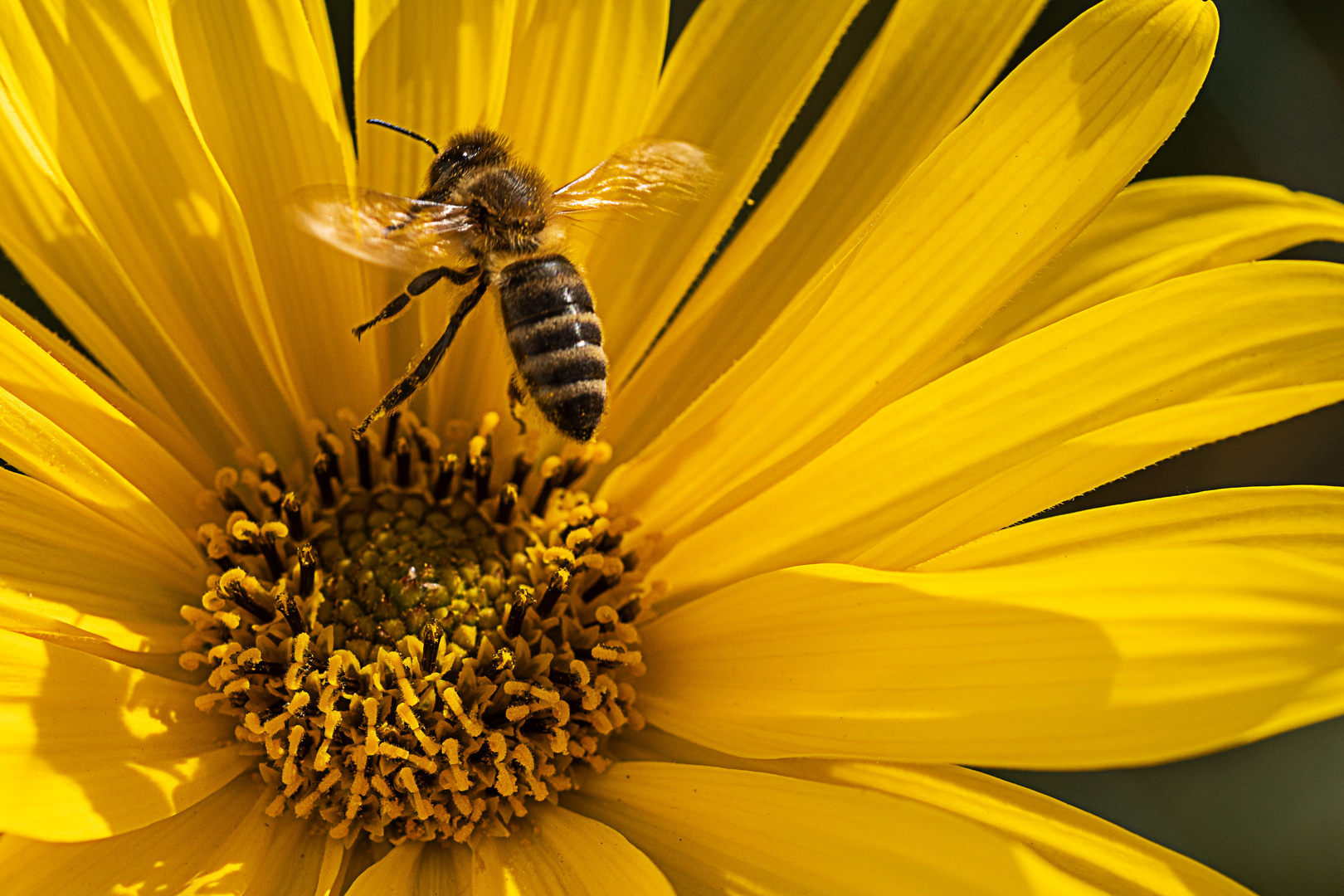 Gelb Foto & Bild | landschaft, pflanzen, tiere Bilder auf fotocommunity