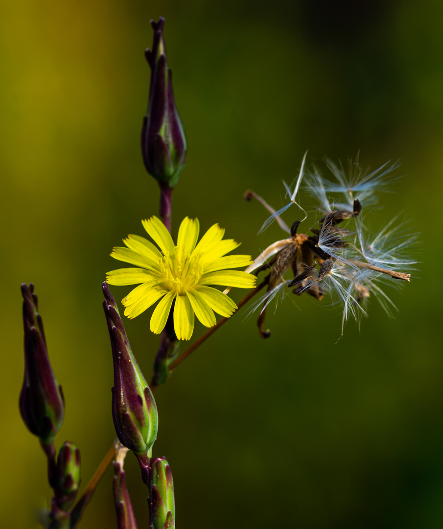 gelb Foto & Bild | natur, pflanzen, blüten- & kleinpflanzen Bilder auf