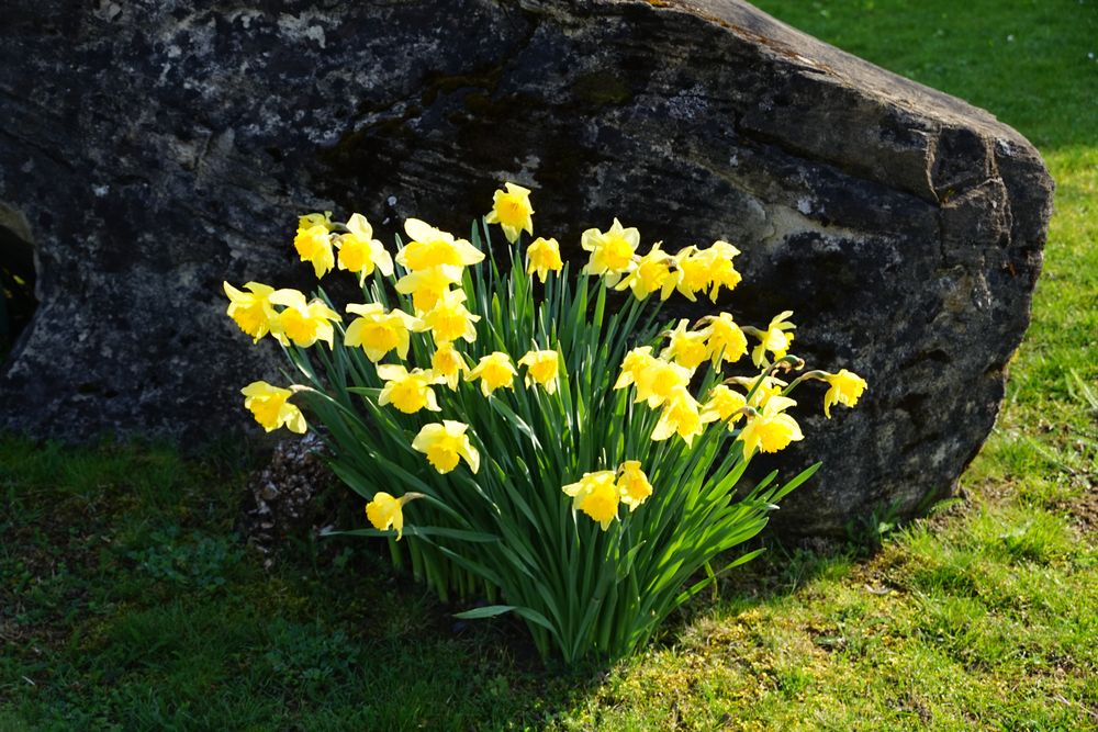 Gelb als Frühlingsbote