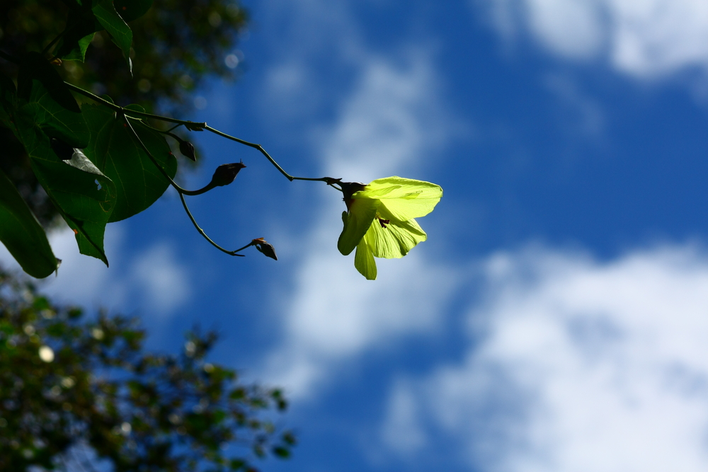 Gelb auf Blau