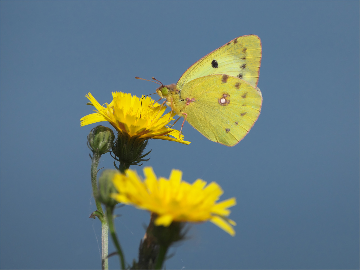 Gelb auf Blau