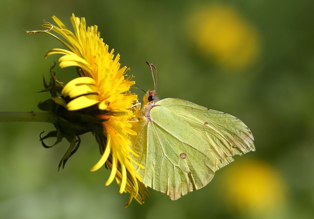 Gelb auf Gelb Foto & Bild makro, frühling, gelb Bilder auf