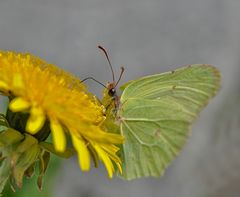 Gelb auf Gelb.....