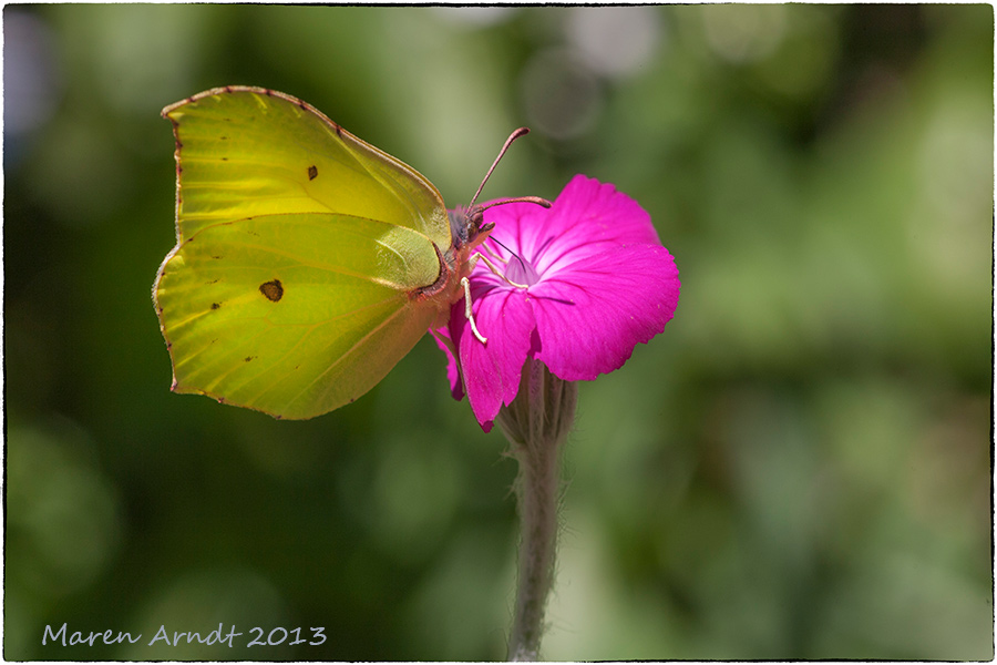 Gelb auf Pink