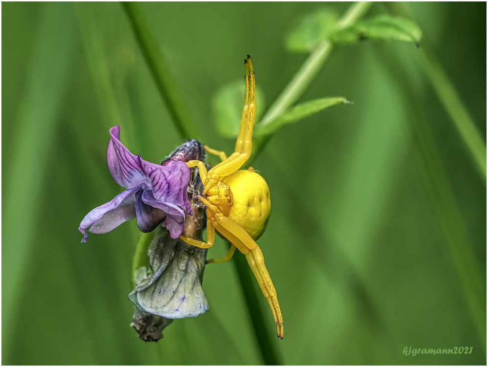 gelb auf violett.....