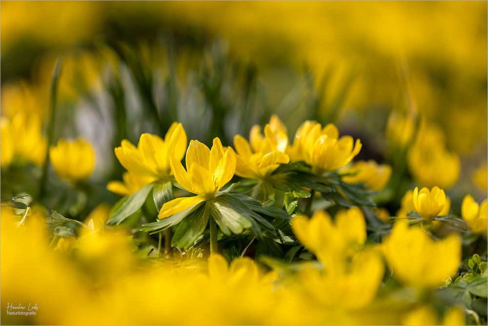Gelb Foto & Bild frühblüher, pflanzen, blüten Bilder auf