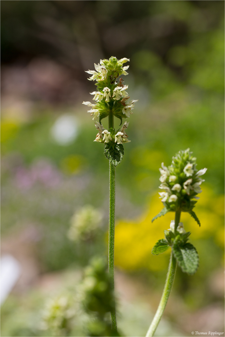 Gelb-Betonie (Betonica alopecuros) 94,1