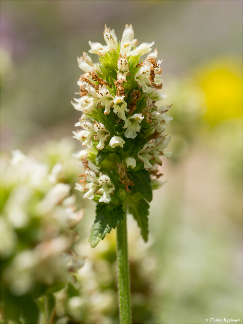 Gelb-Betonie (Betonica alopecuros)