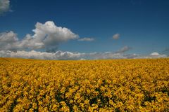 Gelb bis zum Horizont