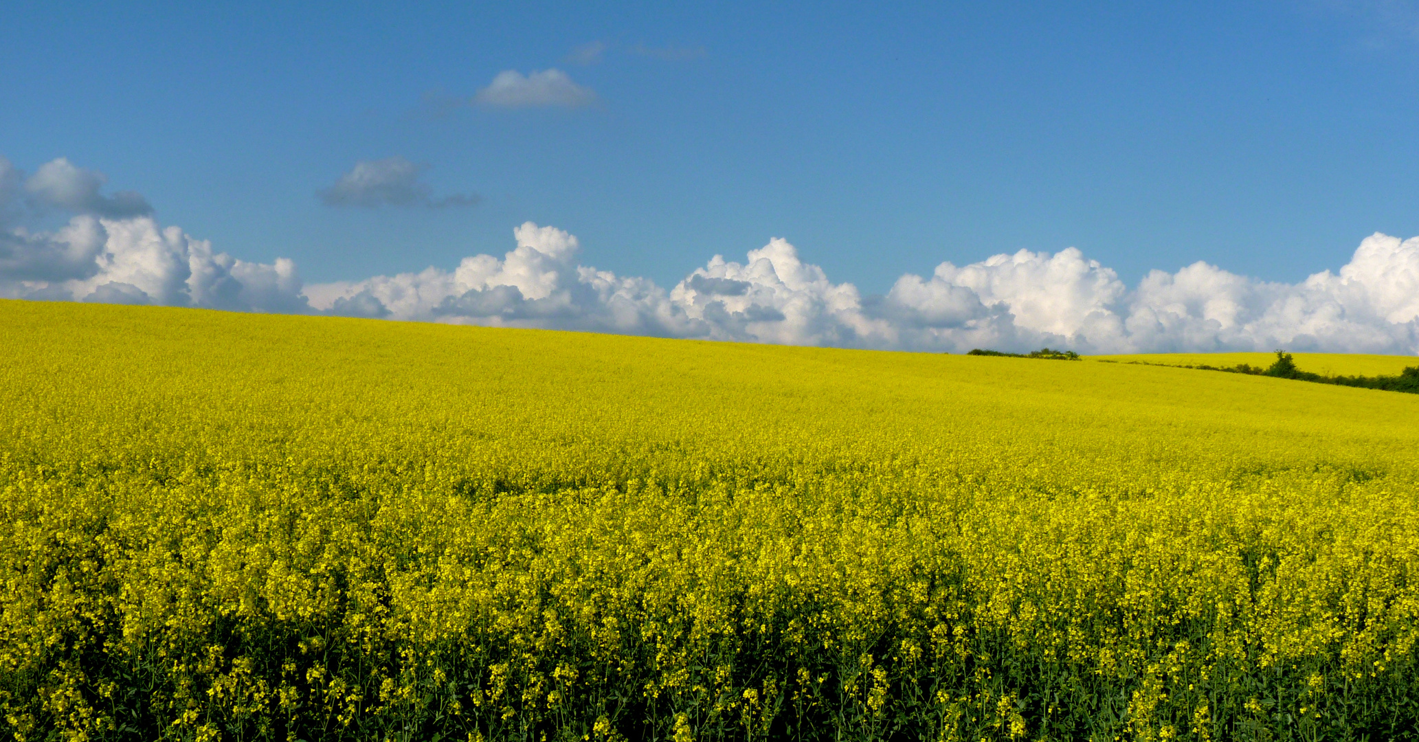 *gelb - blau*