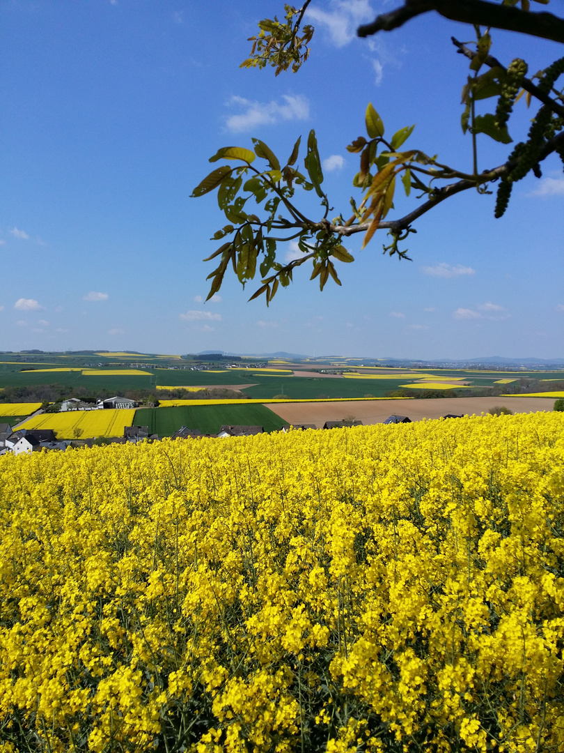 gelb & blau , Farbkonkurenten im Frühjahr , in der schönen Osteifel